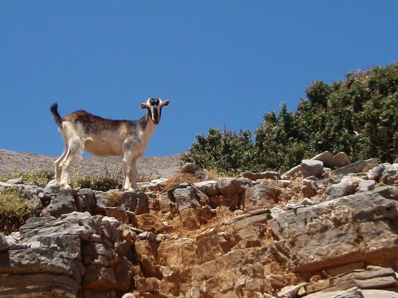 Hotel Aristea Ανώγεια Εξωτερικό φωτογραφία